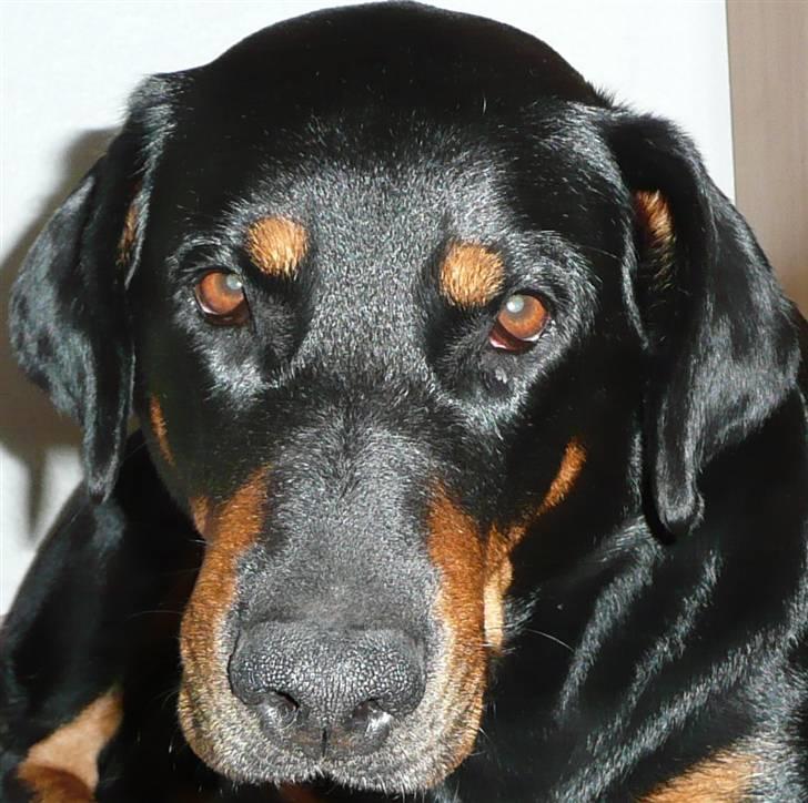 Blanding af racer Emma billede 11