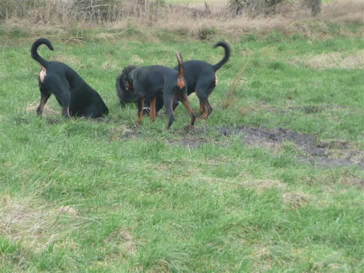 Blanding af racer Emma - Og her venner, der finder vi mus. billede 12