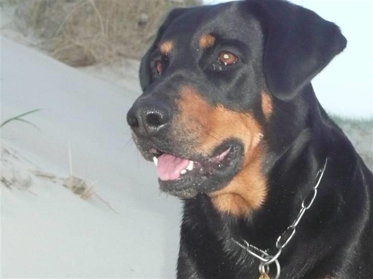 Blanding af racer Emma billede 13