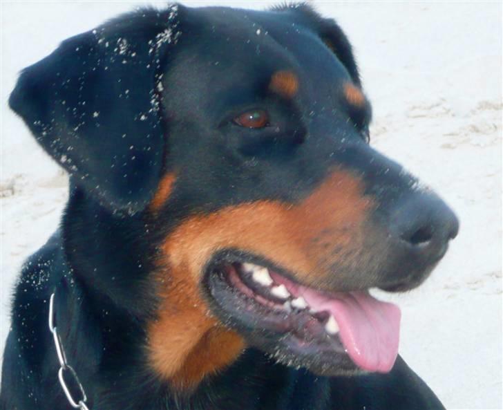 Blanding af racer Emma billede 14