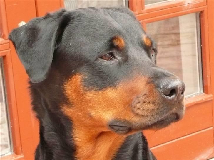 Blanding af racer Rikke Verdens bedste hund R.I.P. 6.8.2013 - Ved godt, hvad jeg er værd! billede 1