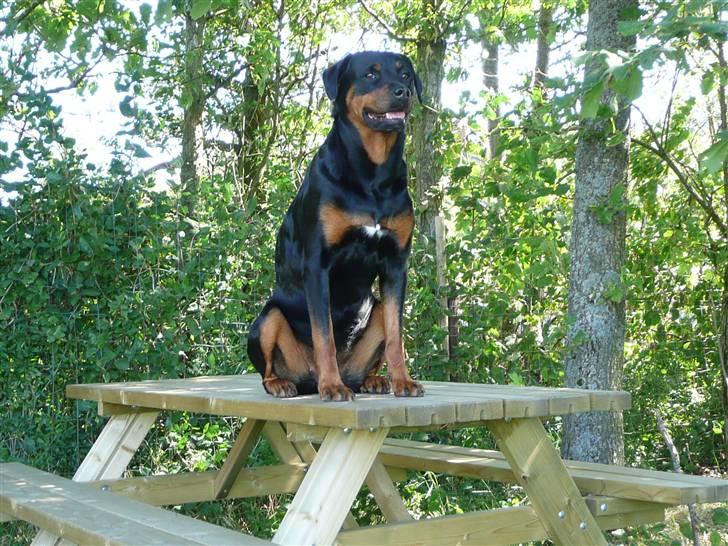 Blanding af racer Rikke Verdens bedste hund R.I.P. 6.8.2013 - Sidder her i ophøjethed. billede 2