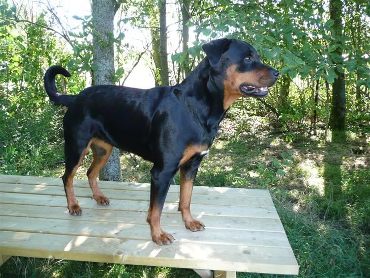 Blanding af racer Rikke Verdens bedste hund R.I.P. 6.8.2013 billede 3