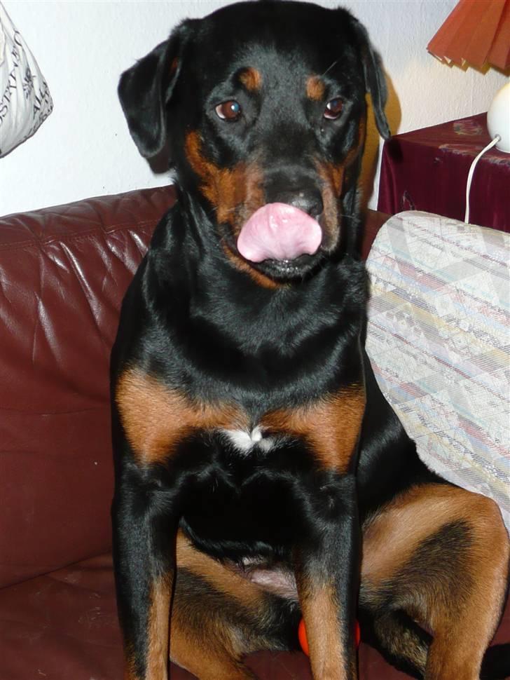 Blanding af racer Rikke Verdens bedste hund R.I.P. 6.8.2013 billede 4