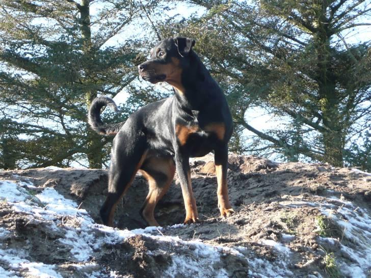 Blanding af racer Rikke Verdens bedste hund R.I.P. 6.8.2013 - Altid godt vue fra hundehøjen. billede 5