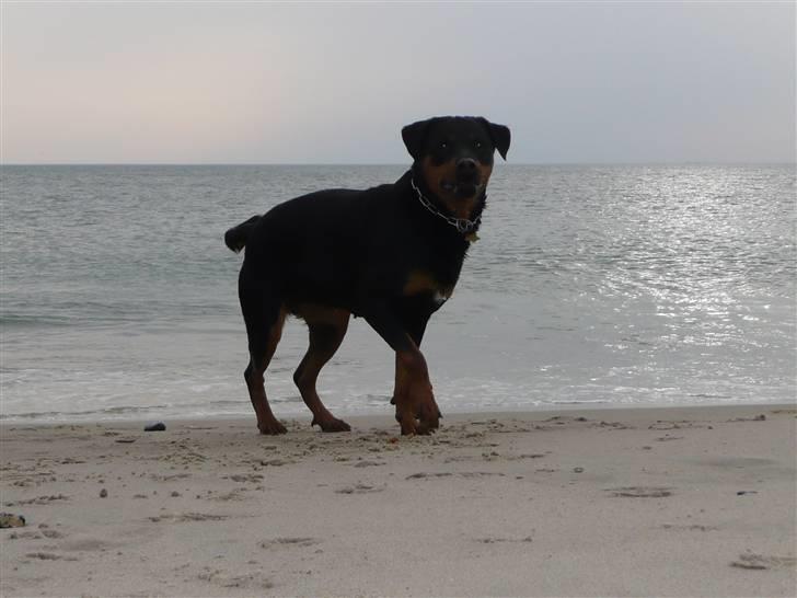 Blanding af racer Rikke Verdens bedste hund R.I.P. 6.8.2013 billede 6