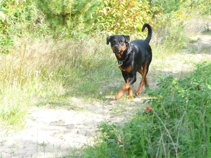 Blanding af racer Rikke Verdens bedste hund R.I.P. 6.8.2013 billede 7