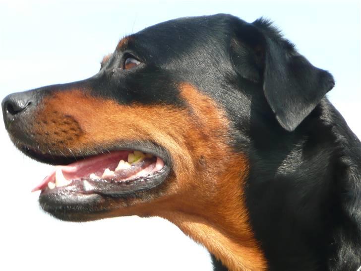 Blanding af racer Rikke Verdens bedste hund R.I.P. 6.8.2013 billede 8