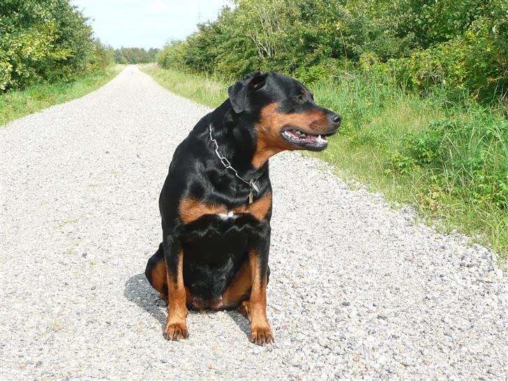 Blanding af racer Rikke Verdens bedste hund R.I.P. 6.8.2013 billede 9