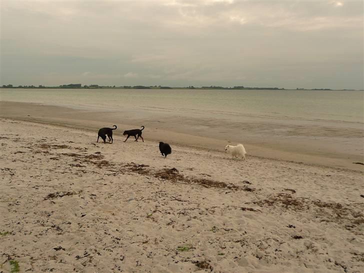 Blanding af racer Rikke Verdens bedste hund R.I.P. 6.8.2013 billede 10