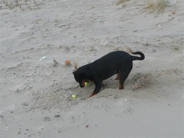 Blanding af racer Rikke Verdens bedste hund R.I.P. 6.8.2013 - Mine bolde........ billede 11