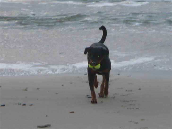 Blanding af racer Rikke Verdens bedste hund R.I.P. 6.8.2013 - Kan ha´ to i munden ad gangen. billede 12