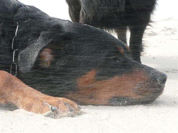 Blanding af racer Rikke Verdens bedste hund R.I.P. 6.8.2013 - Føj for en sandstorm - spiser af og til sand, så pyt. billede 13