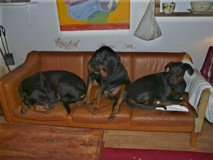 Blanding af racer Rikke Verdens bedste hund R.I.P. 6.8.2013 - Hvor fanden må jeg være? billede 14