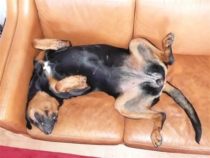 Blanding af racer Rikke Verdens bedste hund R.I.P. 6.8.2013 - Så´en skal det være. billede 15