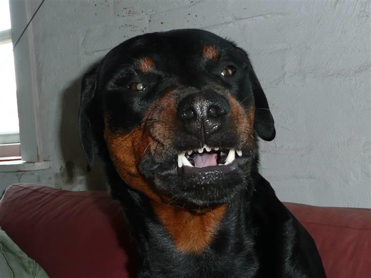 Blanding af racer Rikke Verdens bedste hund R.I.P. 6.8.2013 - Næh, det er bare slutningen af et gab, og intet andet. billede 16