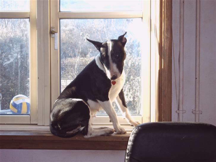 Bullterrier Zita (banditta) - "der sidder en buller i mit vindue - vov vov" billede 15