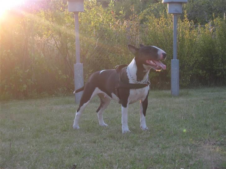 Bullterrier Zita (banditta) - Zita i heltelys ;) billede 16