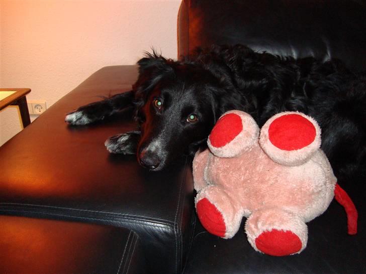 Blanding af racer Joey - Min yndling gris billede 19