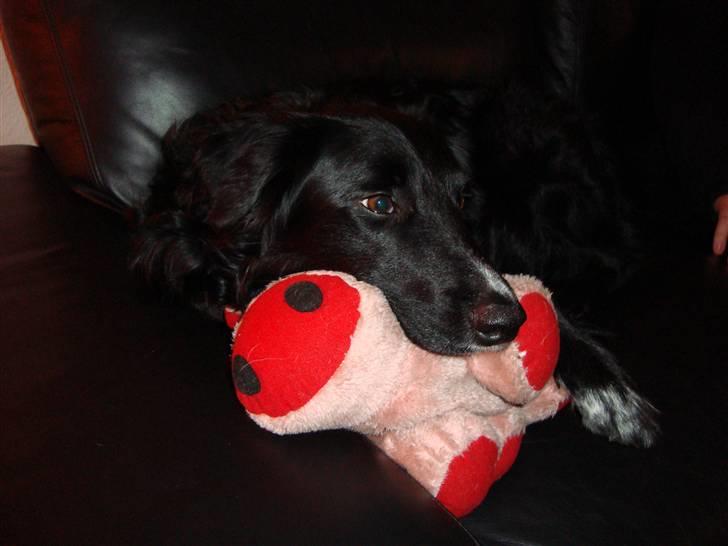 Blanding af racer Joey - Putter med grisen billede 20