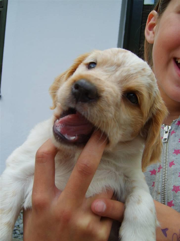 Breton Mille - altså vis ikke du gider slippe mig så bider jeg !!! billede 10