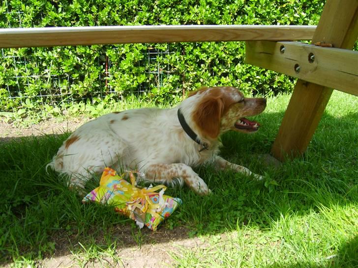 Breton Mille - se min gave jeg bliver et år den dag billede 11