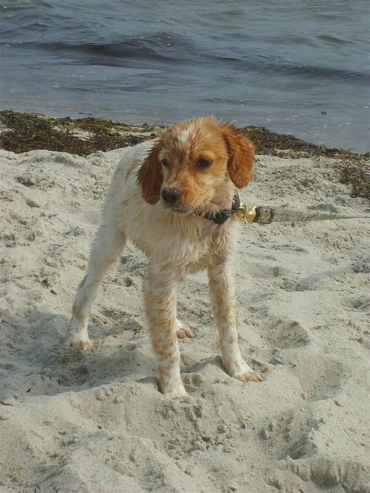 Breton Mille - erjj så slip mig dog fri billede 12