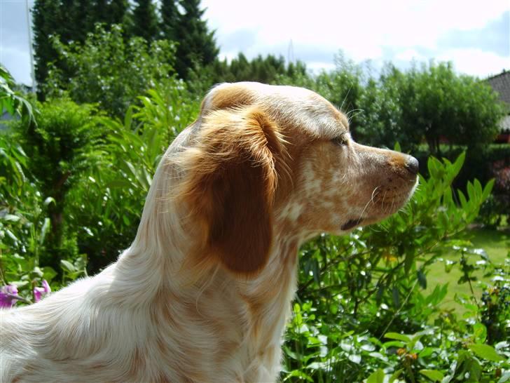 Breton Mille - neej er det ikke en fugl billede 13