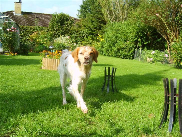 Breton Mille - nu kommer jeg billede 14