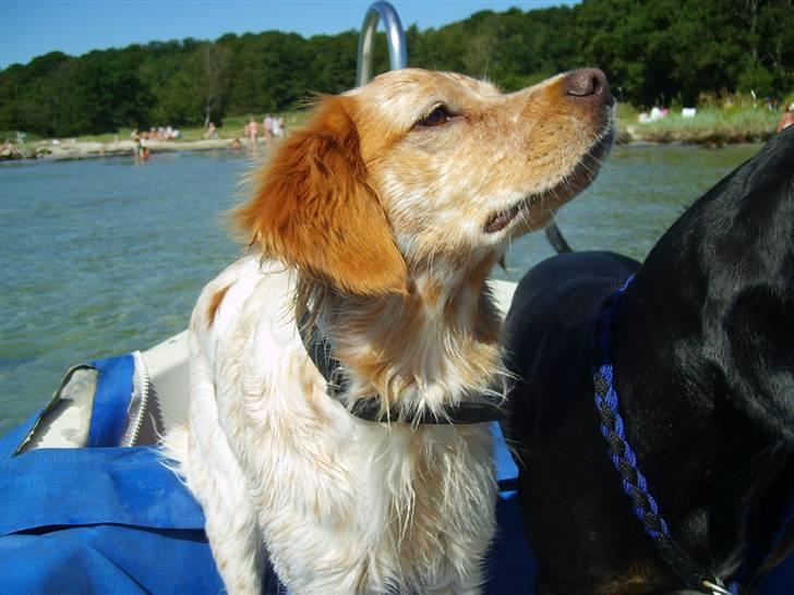 Breton Mille - ude at sejle billede 16