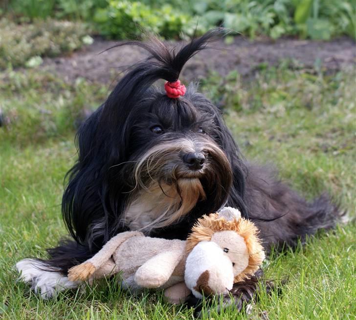 Bichon havanais Tessi - min "baby" billede 2