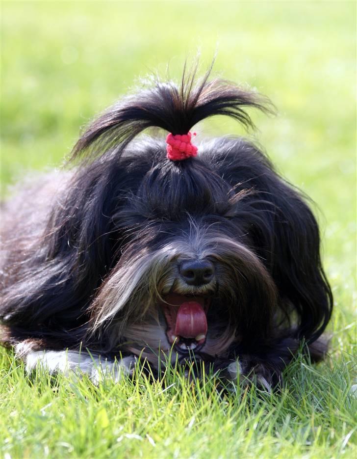 Bichon havanais Tessi billede 3