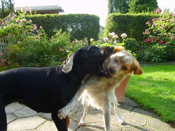 Bayersk vildtsporhund Maja - her leger jeg med Mille billede 20