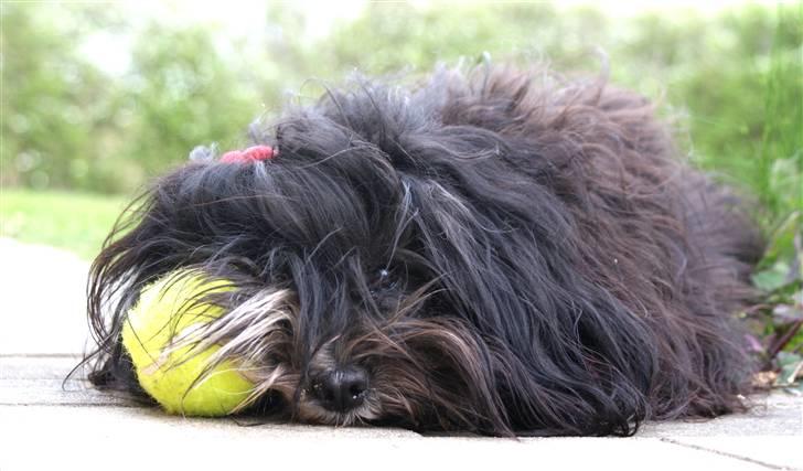 Bichon havanais Tessi billede 4