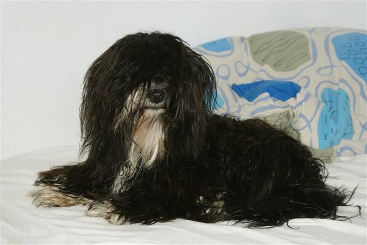 Bichon havanais Tessi - puha, man bliver godt nok våd af at være i bad! billede 5