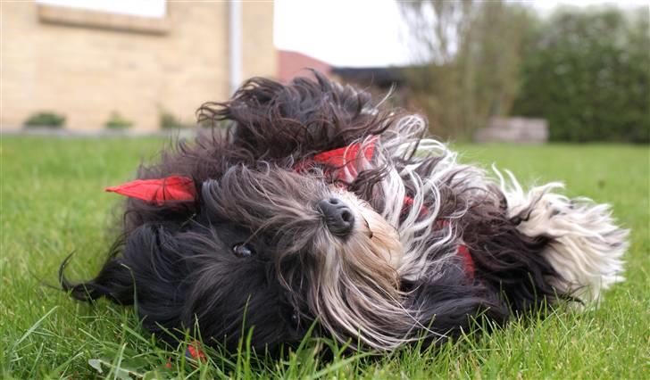 Bichon havanais Tessi billede 6