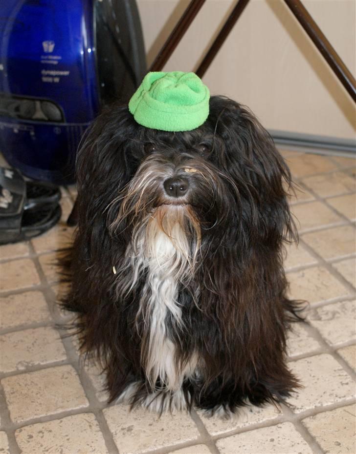 Bichon havanais Tessi - dumme stine har givet mig hat på! billede 7