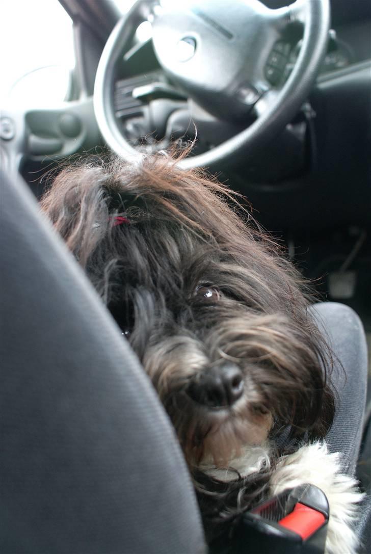 Bichon havanais Tessi - jeg elsker at køre i bil :D billede 8