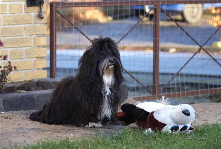 Bichon havanais Tessi - Min ynglings bamse og jeg :) billede 9