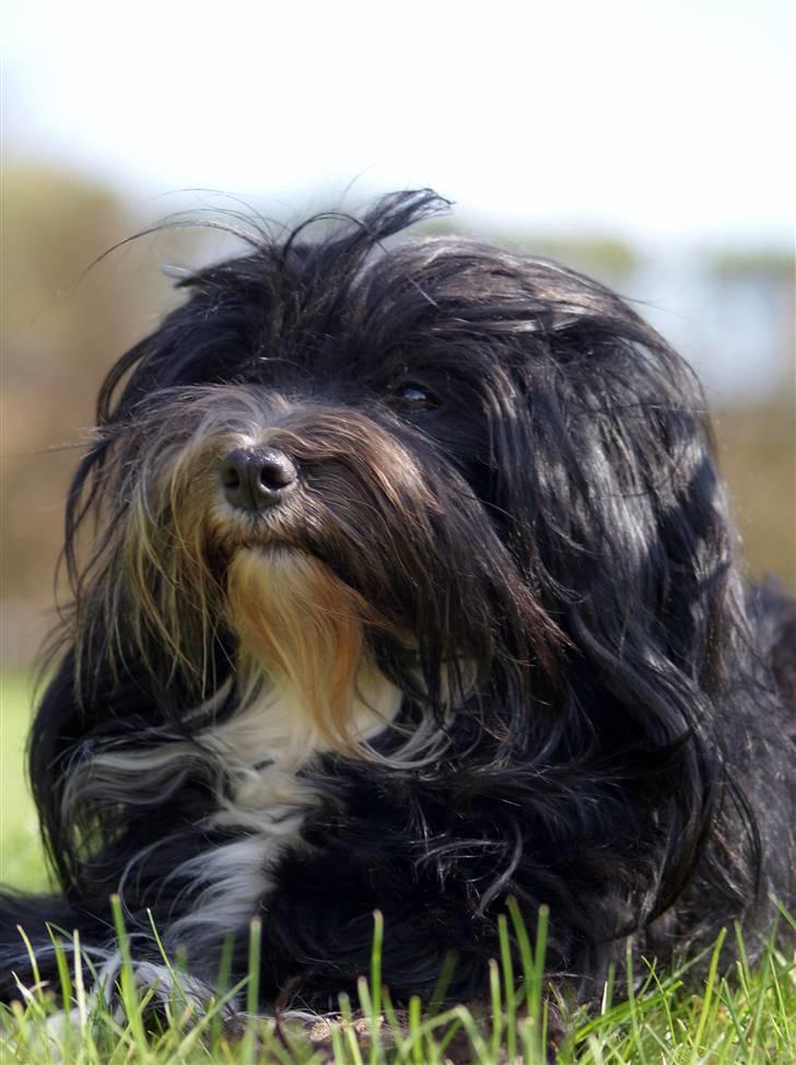 Bichon havanais Tessi billede 10