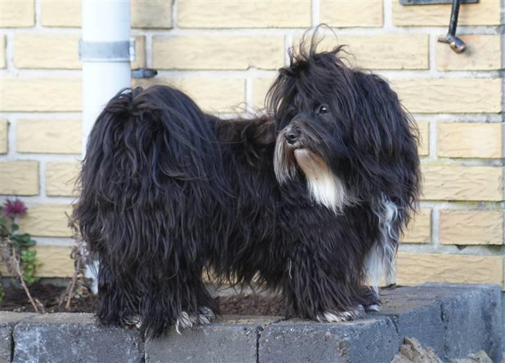 Bichon havanais Tessi - her bruger jeg mange timer hver dag på at holde vagt! billede 11