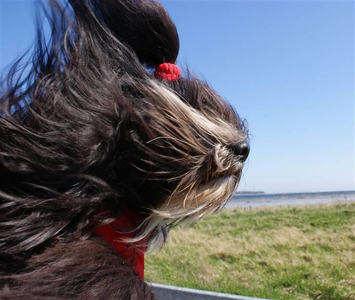 Bichon havanais Tessi billede 12