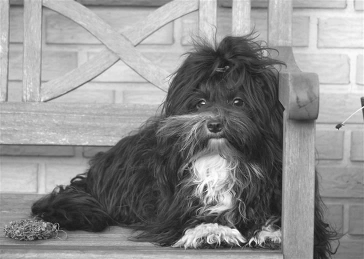 Bichon havanais Tessi billede 13