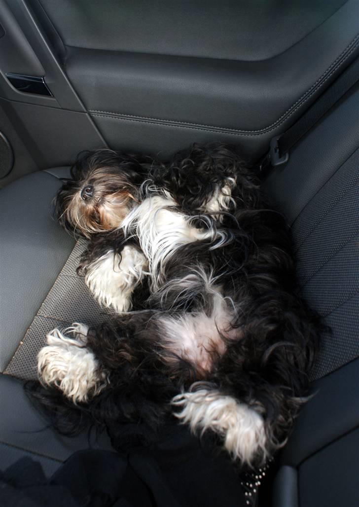Bichon havanais Tessi - Jeg tager mig lige en lur i bilen :D billede 14