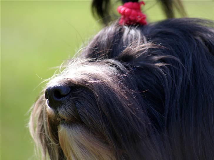 Bichon havanais Tessi billede 15