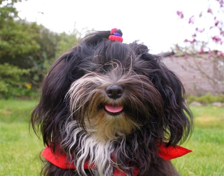 Bichon havanais Tessi billede 16