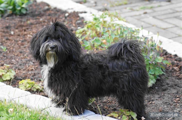 Bichon havanais Tessi billede 17