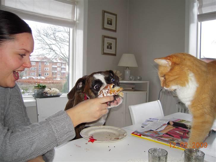 Boxer Nanna - På Nanna´s 1 års føsdag kom mormor og morfar forbi og i dagens anledning havde jeg købt fastlavnsboller, men mormor måtte levne, så Nanna fik det resterende hvilket hun nød. Cornelius var i hvert misundelig over han ikke fik noget. billede 18