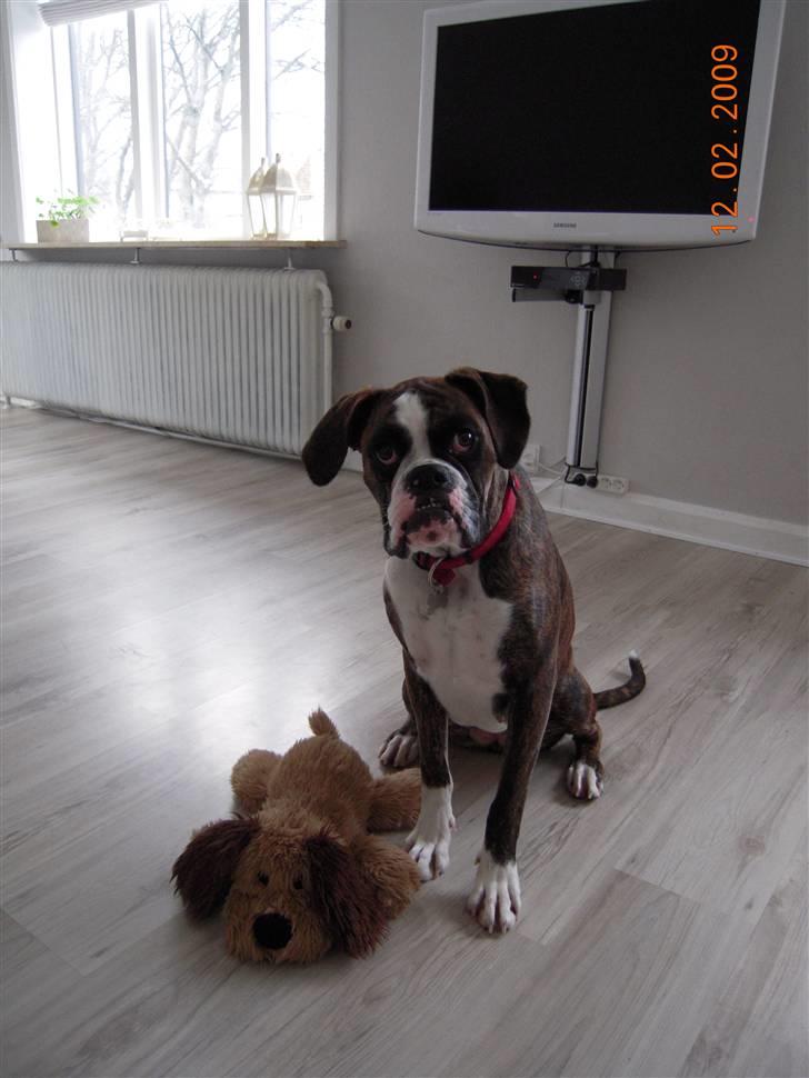 Boxer Nanna - Nanna fik en "baby" i fødselsdagsgave af hendes mor og far samt 2 kødben - som er spist forlængst. billede 19