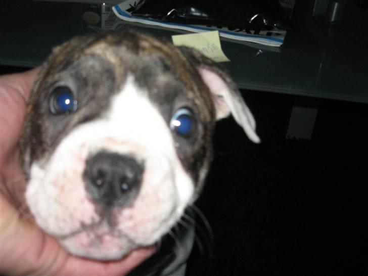 Amerikansk bulldog Jamie billede 1